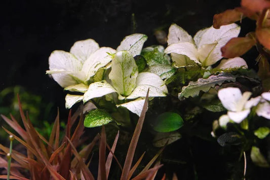 Anubias - Nana Marble White