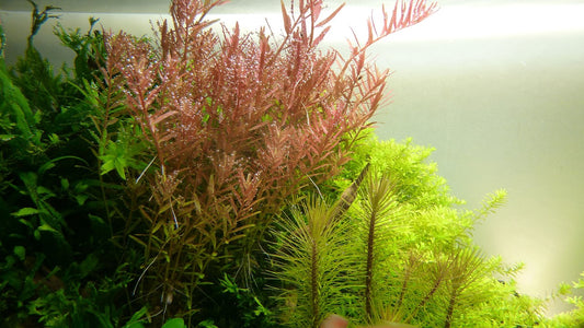 Rotala Rotundifula