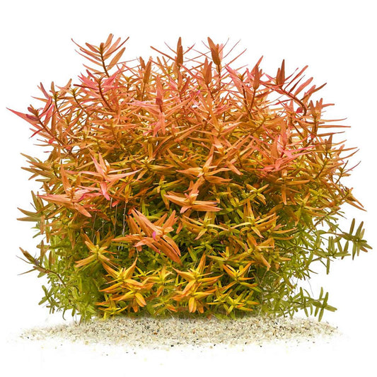 Rotala - Orange Juice